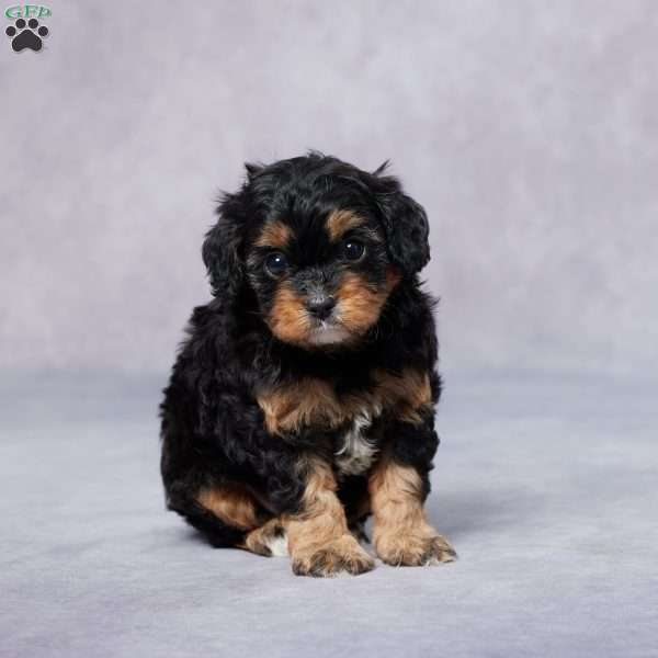 Ben, Cavapoo Puppy